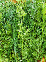 Dill on wood