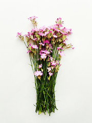 Pink wild carnation