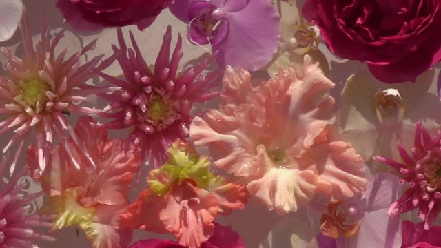 Big separate water droplets falling down on romantic colourful flowers, floating on the water surface as beautiful relax decoration. Close up slow motion shot. Top view.