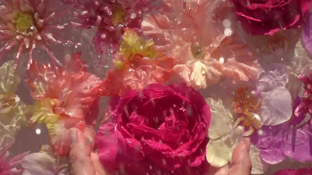 Shining rain drops falling down on beautiful dark red rose in woman hands and colorful flowers floating on the water surface. Beautiful relax composition. Close up slow motion shot. Top view.