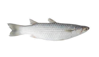 Grey mullet fish isolated on white background