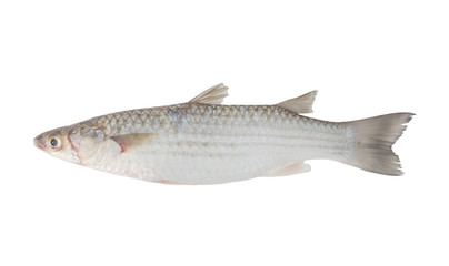 Grey mullet fish isolated on white background