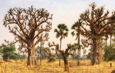 West African landscape , Gambia - obrazy, fototapety, plakaty