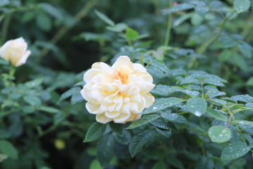 white rose in garden