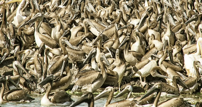 Great White Pelicans (Pelecanus onocrotalus), breeding colony