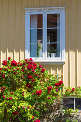 Fototapeta na wymiar Red roses at a house window in the garden