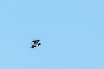 Northern Lapwing bird come flying in the sky