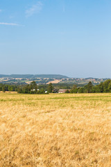 Fototapeta na wymiar Rural landscape view with ripe cornfields
