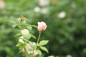 pink rose in garden