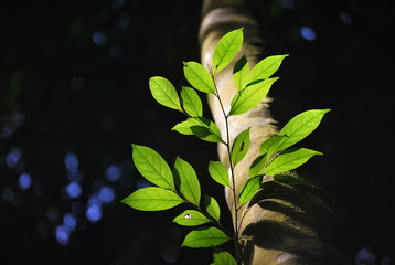 green leaves of tree