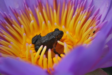 bee on flower