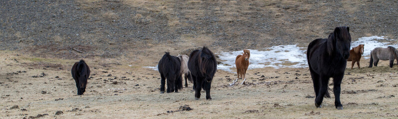 wild iceland horses with snow