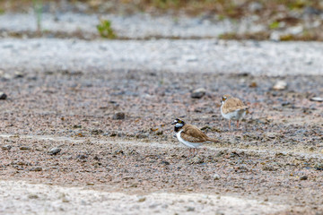 Fototapeta premium Two Little ringed plover on the ground