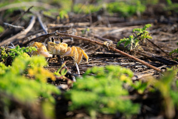 a yellow crab at the beach of Mexico