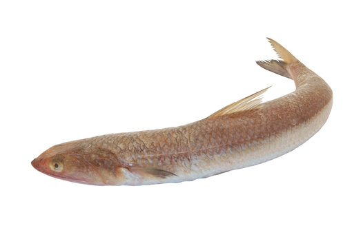 Lizardfish isolated on white background