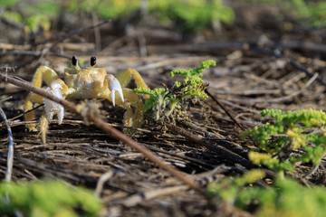 Wildlife at the beach in middle America