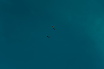 Seagulls flying in the blue sky