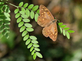 Farfalla