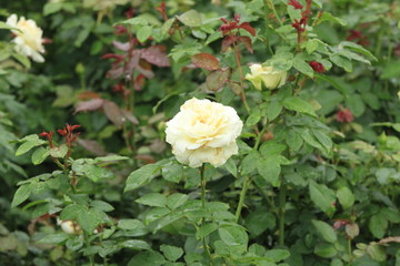 white rose in the garden