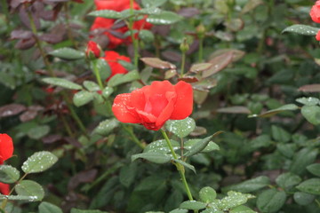 Obraz premium red rose in the garden