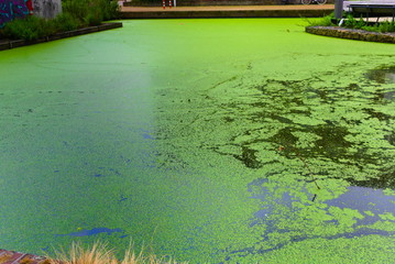 a river in amsterdam west cover with green algae