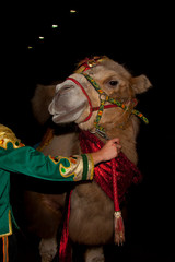 Circus employee holding the reins of a circus camel in a bright colored harness