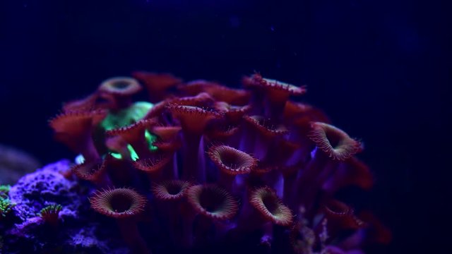 Zoanthus coral animal sea ocean life nature live 4k video
