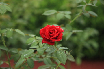 red rose in the garden