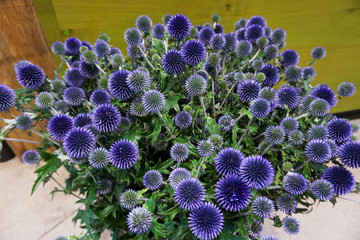 blaue Distel Kugeldistel