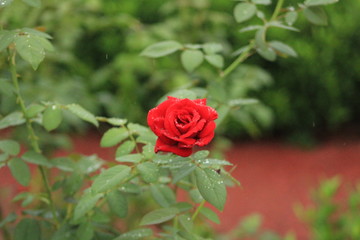 red rose in the garden