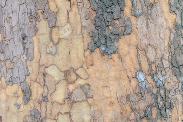 Background or texture of pine bark gray-brown