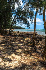 Trees on the beach in Kawela coast, Oahu, Hawaii