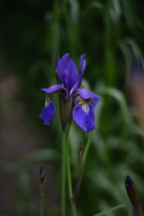 Blüte einer Schwertlilie (Iris)