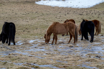 Fototapeta premium wild iceland horses with snow