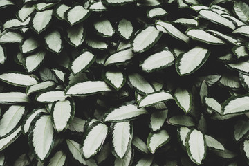 Top view of green leaves plant background and pattern.
