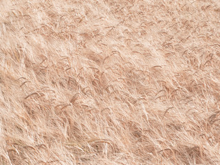 Barley field (Hordeum vulgare L.)