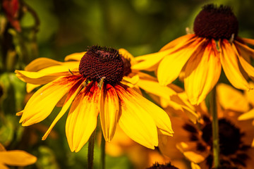 Beautiful yellow flowers in a garden