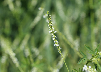 Melilotus albus, also known as honey clover, Bokhara clover (Australia), sweet clover, or white melilot, blooming in summer season