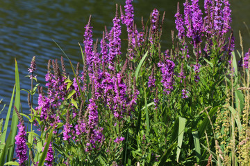 Lythrum salicaria flower blooming, common names are purple loosestrife, spiked loosestrife, or purple lythrum
