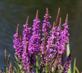 Lythrum salicaria flower blooming, common names are purple loosestrife, spiked loosestrife, or purple lythrum