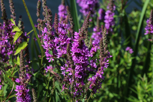 Lythrum salicaria flower blooming, common names are purple loosestrife, spiked loosestrife, or purple lythrum