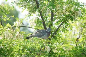 Taube in Robinie - falsche Akzie