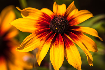 Beautiful yellow flowers in a garden