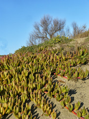 dunes on beach in Sabaudia Lazio italy