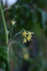 Tomatenblüten