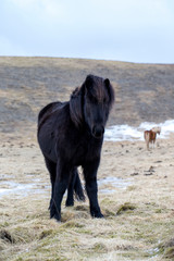 Fototapeta na wymiar wild iceland horses with snow