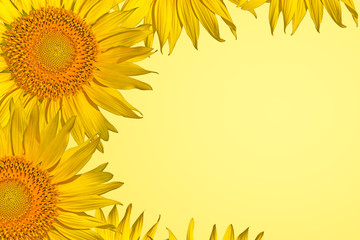 Sunflower on a yellow background /Sunflower on a yellow background Top view, flat space, copy area/Sunflower, pastel yellow background
