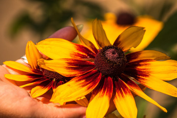 Beautiful yellow flowers in a garden