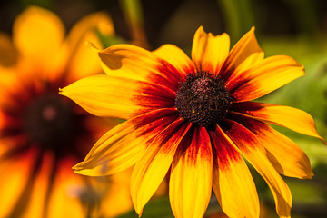 Beautiful yellow flowers in a garden