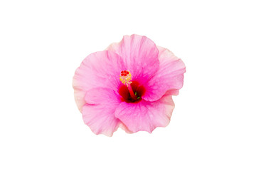 Beautiful pink Hibiscus flowers isolated on white background, Close up.